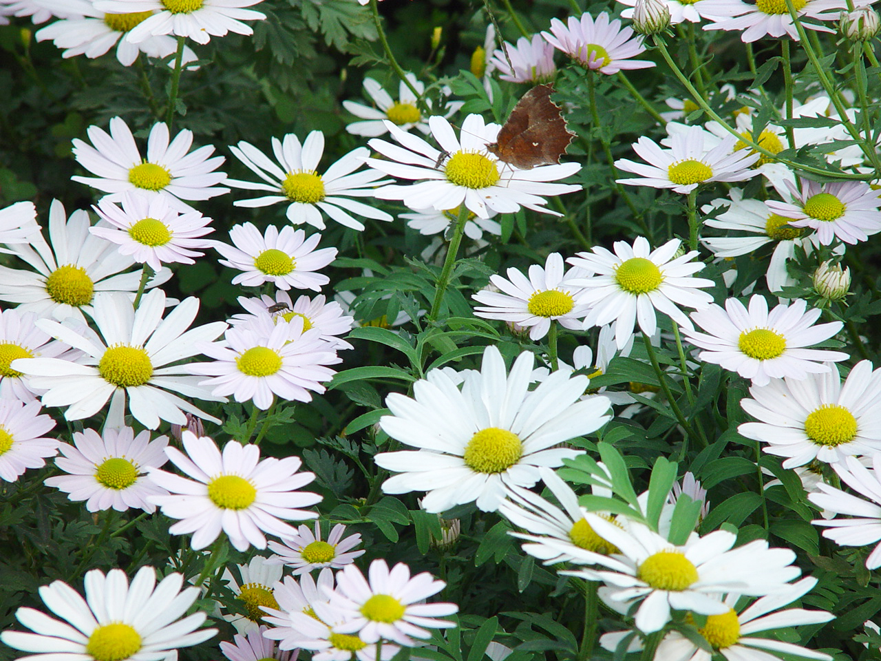 Chrysanthemum zawadskii var. latilobum
